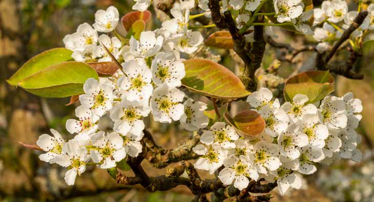 Weiße Blüten an einem Baumzweig mit grünen und braunen Blättern im Frühling